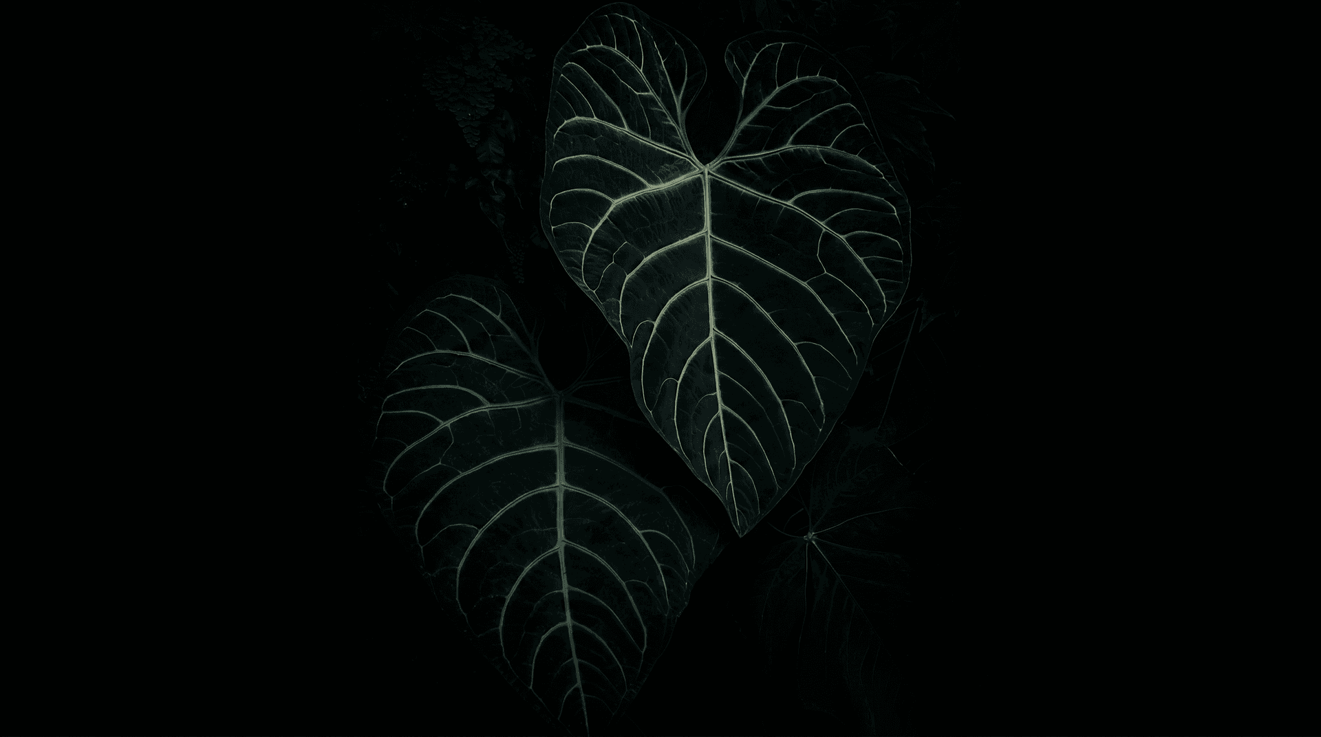 Anic's Plants